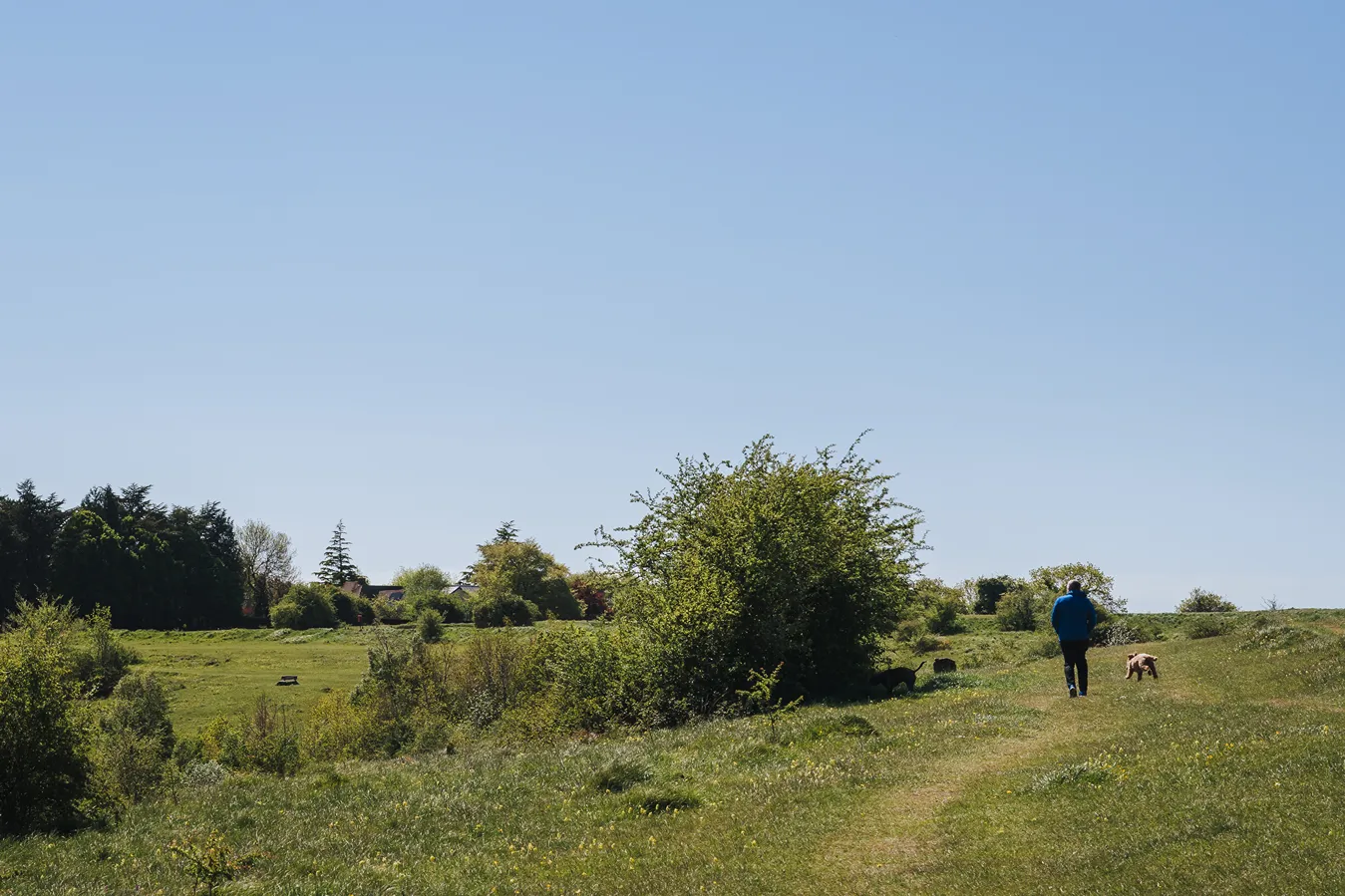 Person in blue jacket walking on grassy path in a field with shrubs and dogs under clear sky.
