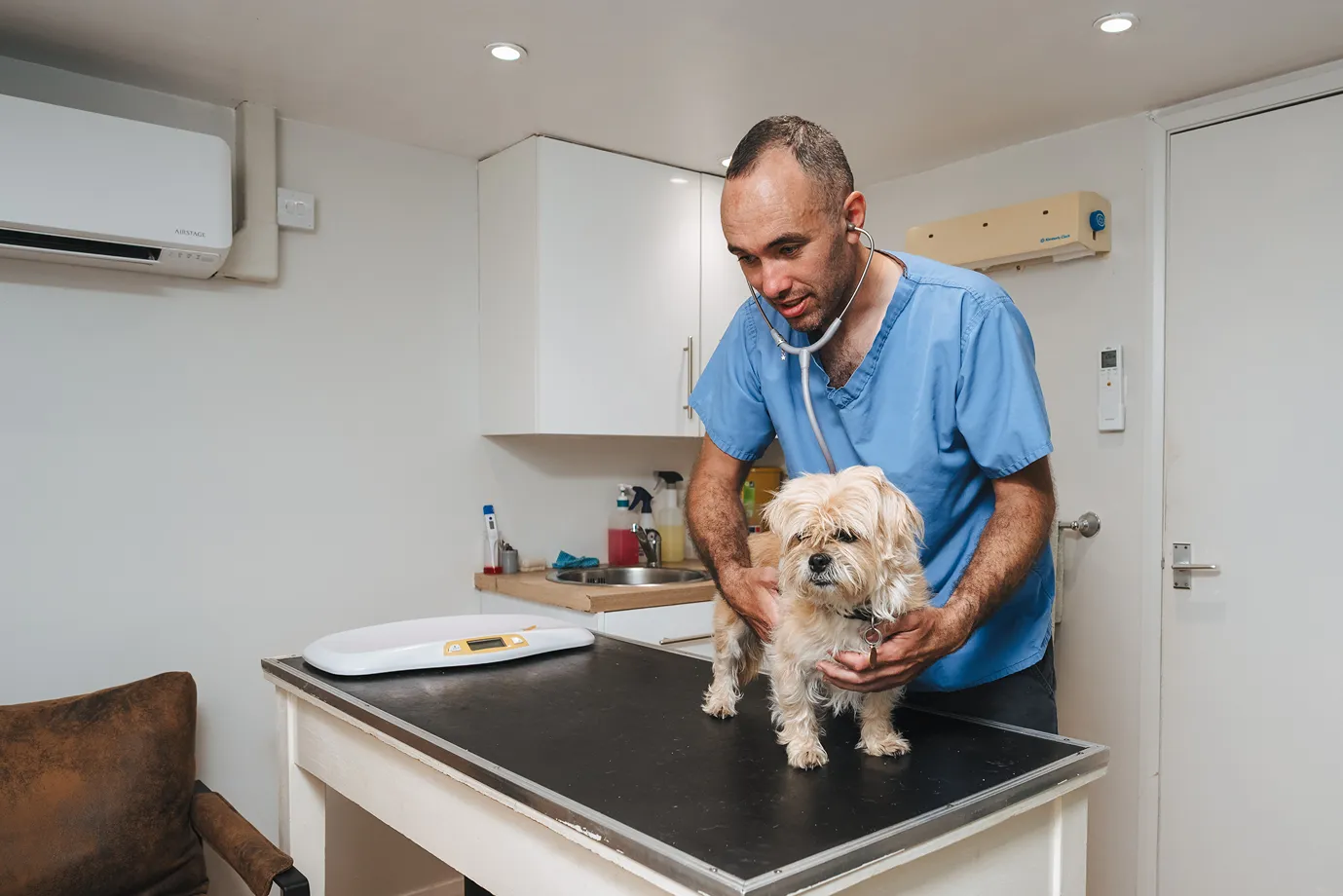 Veterinarian in blue scrubs using a stethoscope to examine a small fluffy dog on an exam table.