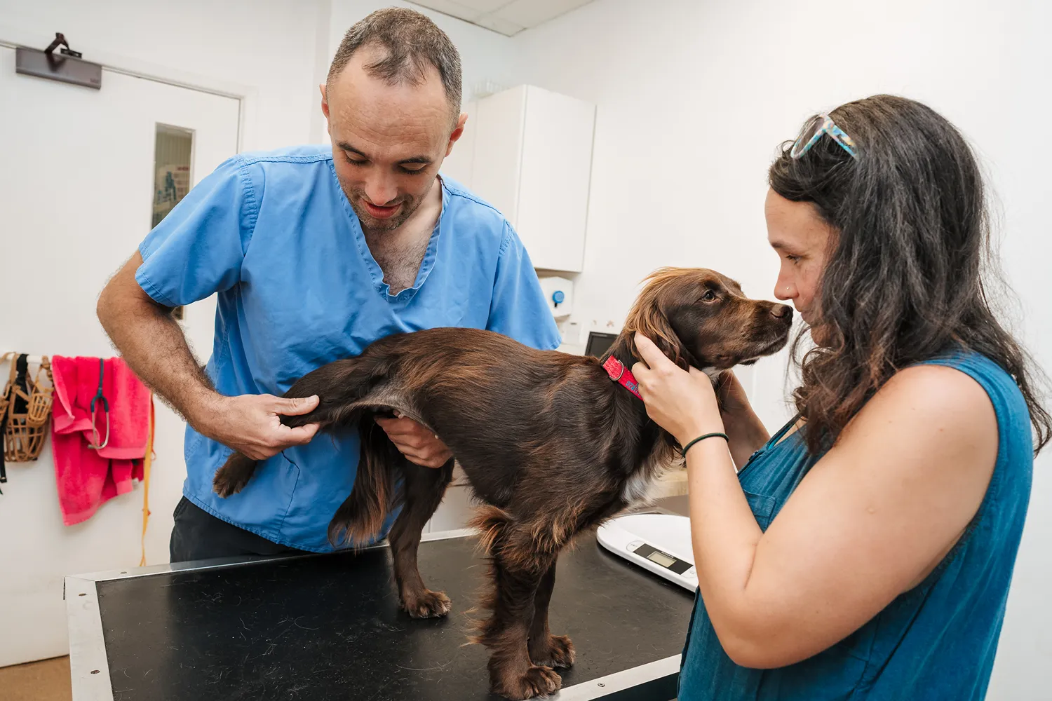 Veterinarian examining a brown dog on a table while its owner gently holds the dog's head.