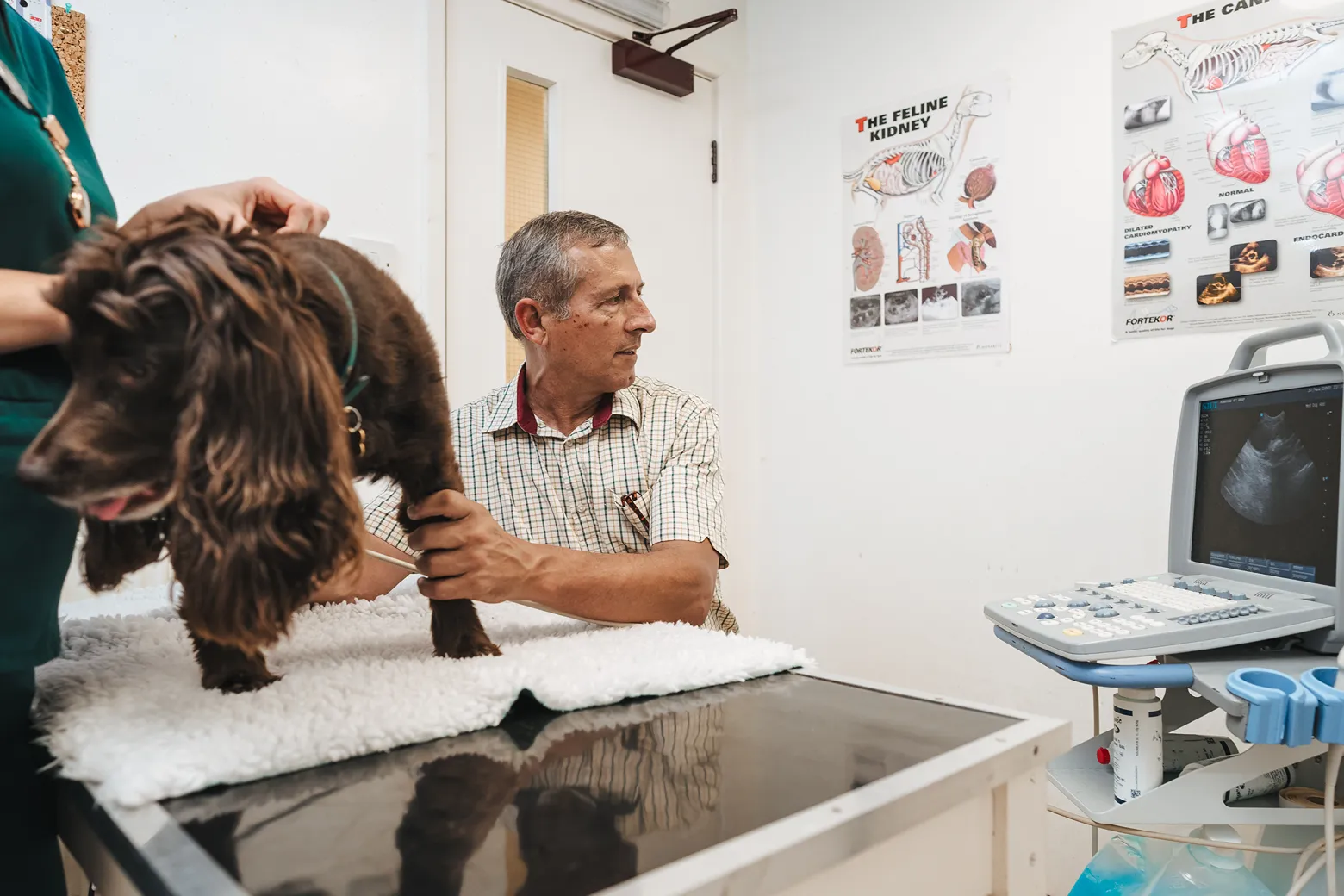 Veterinarian performing an ultrasound on a brown dog on a clinical table.