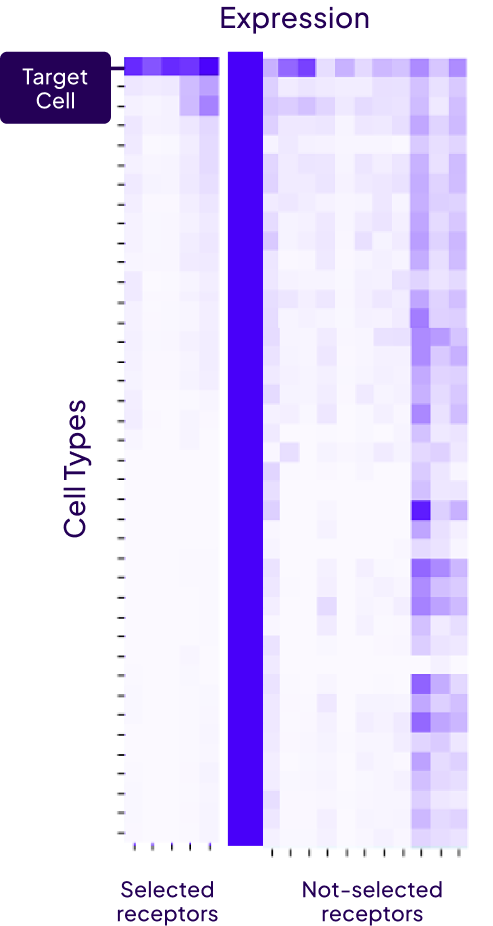 Heatmap showing expression levels of selected and not-selected receptors across different cell types including a target cell.