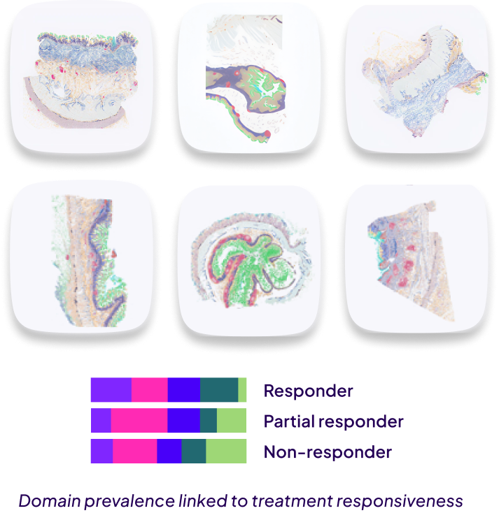 Six colored tissue sample slides arranged in two rows with a color-coded key for responder types below.