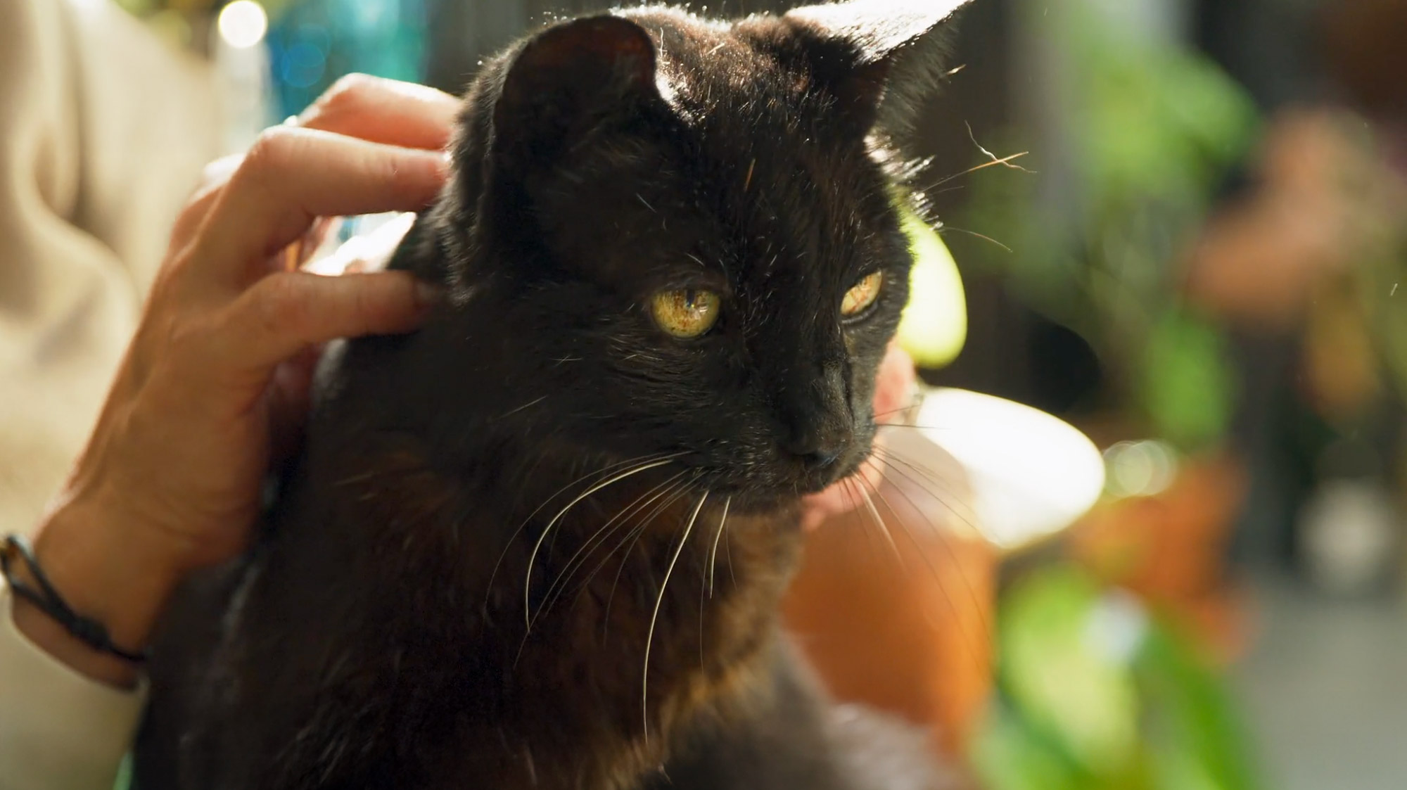 a person petting a cat