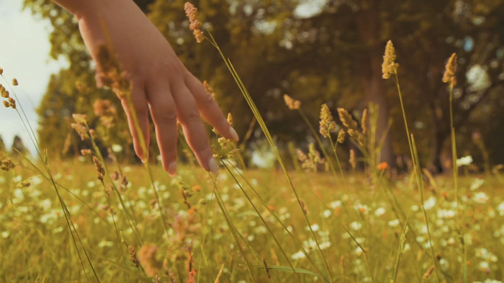 a hand touching a flower