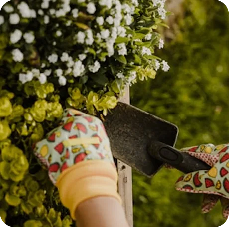 Hands wearing gardening gloves with fruit patterns using a hand trowel to tend green and white flowering plants.