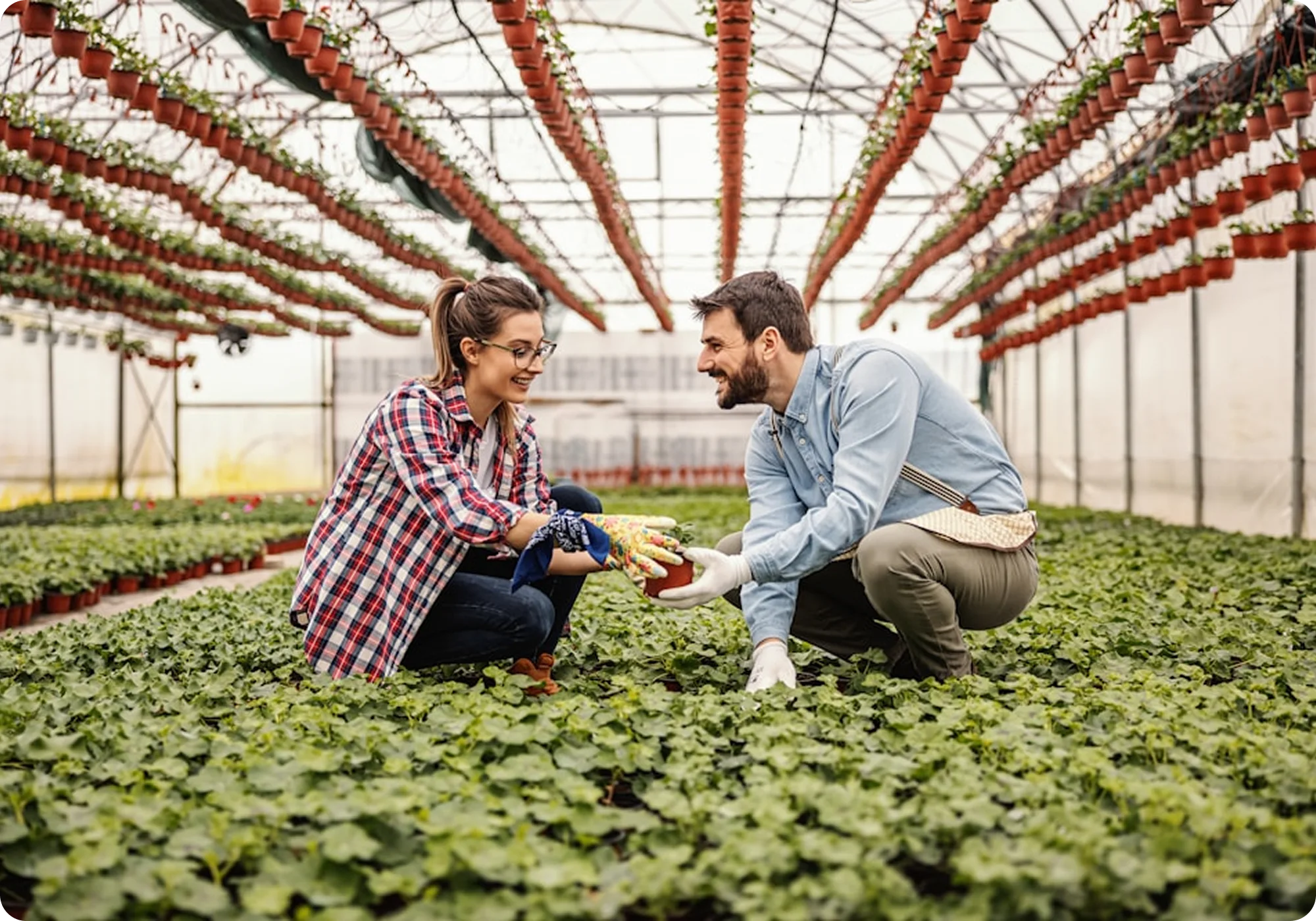 A man and woman kneeling in a greenhouse, smiling and holding a potted plant amid rows of green plants.