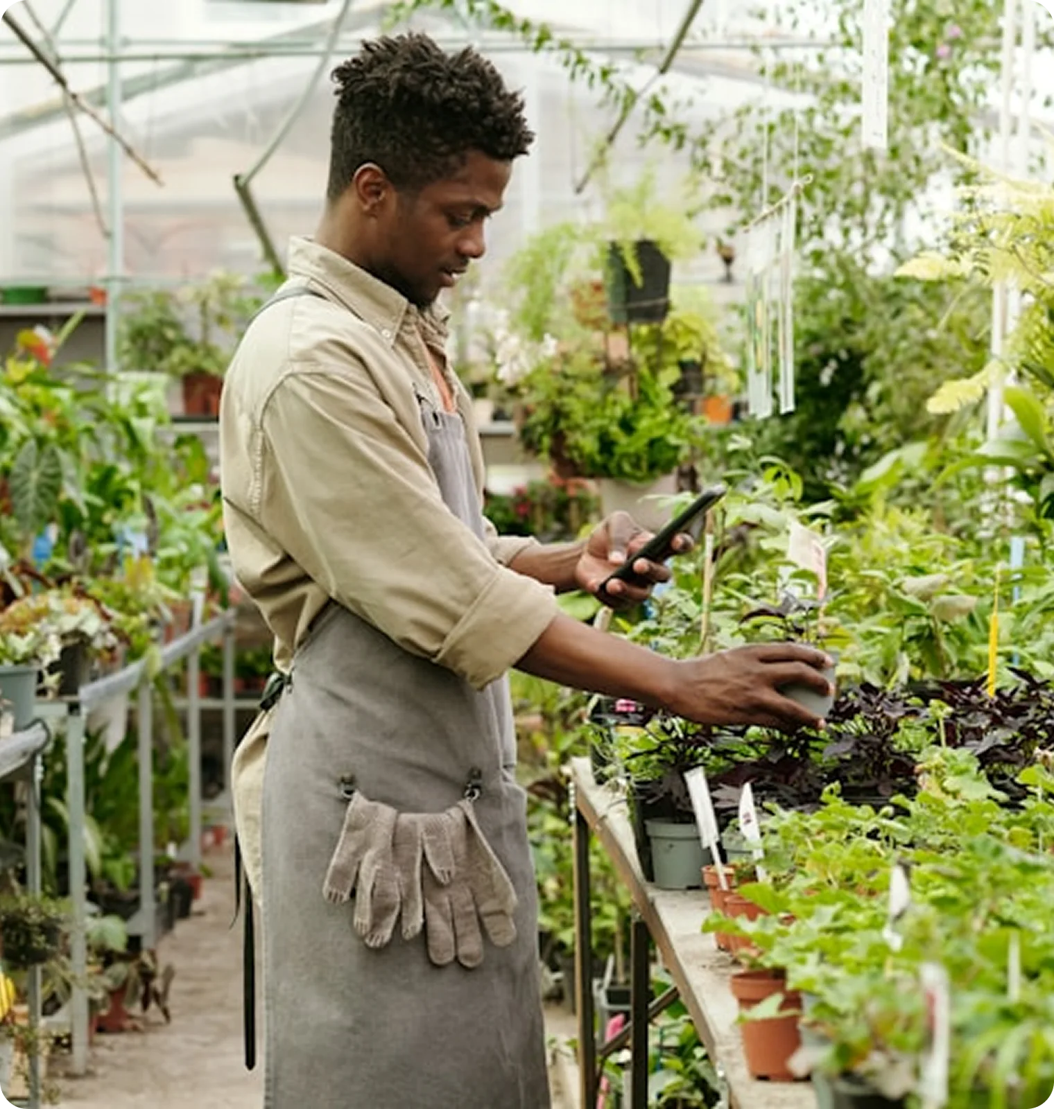 Man in an apron holding a potted plant in one hand and a smartphone in the other, standing in a greenhouse surrounded by various plants.