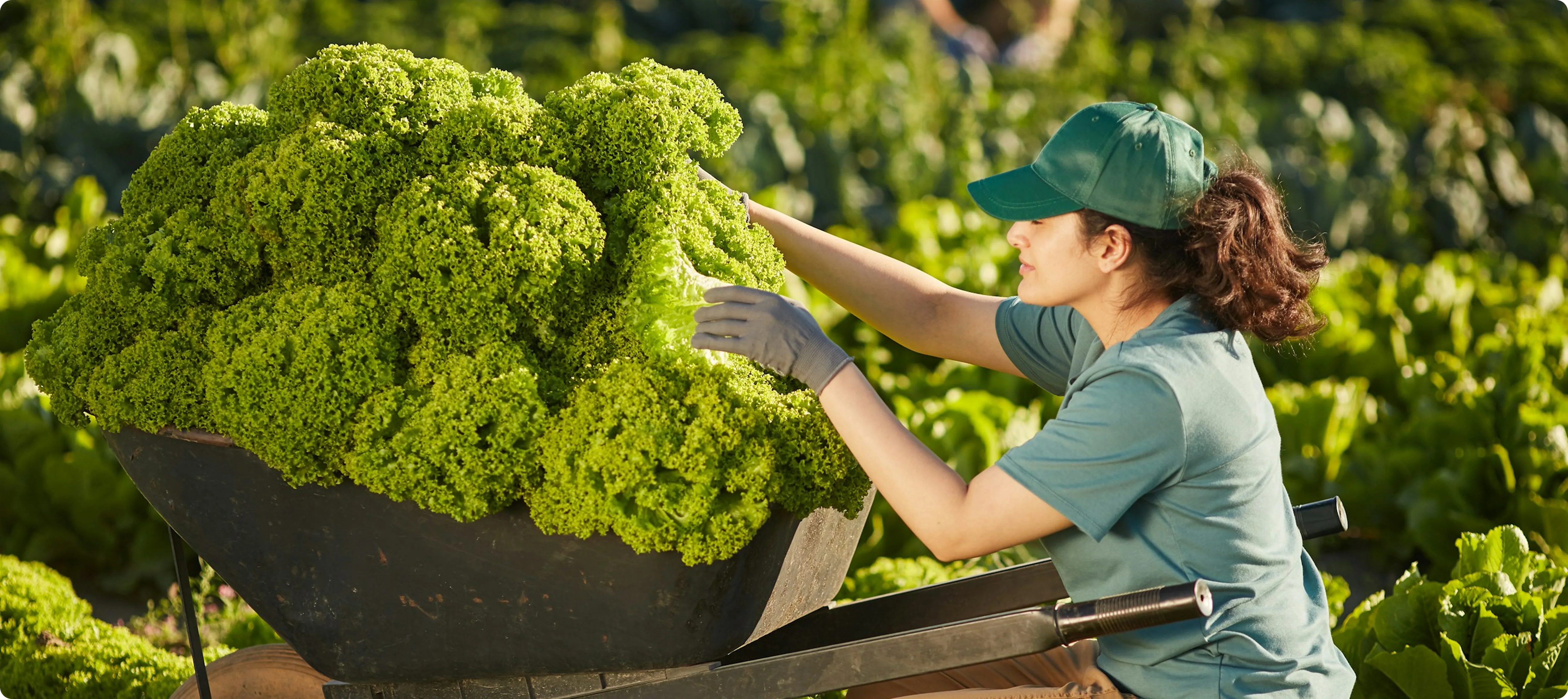 Woman in a green cap and gloves harvesting fresh curly lettuce into a wheelbarrow in a sunny vegetable garden.