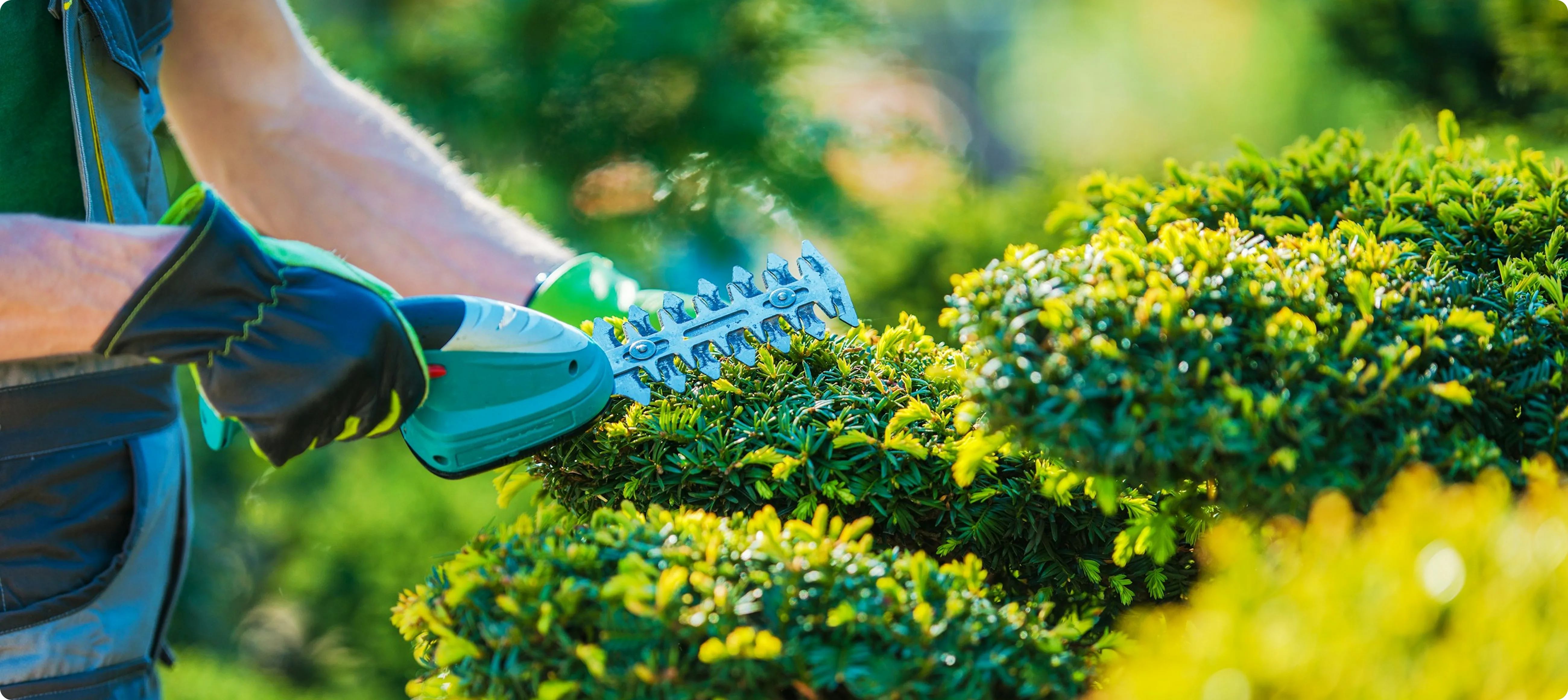 Person wearing gloves trimming green bushes with an electric hedge trimmer in a garden.