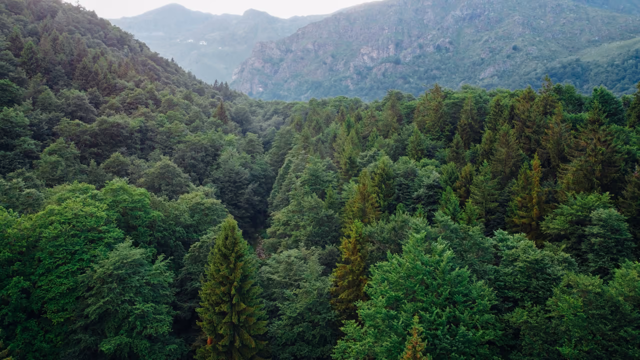 Dense green forest with various trees against a backdrop of misty mountains under a clear sky.