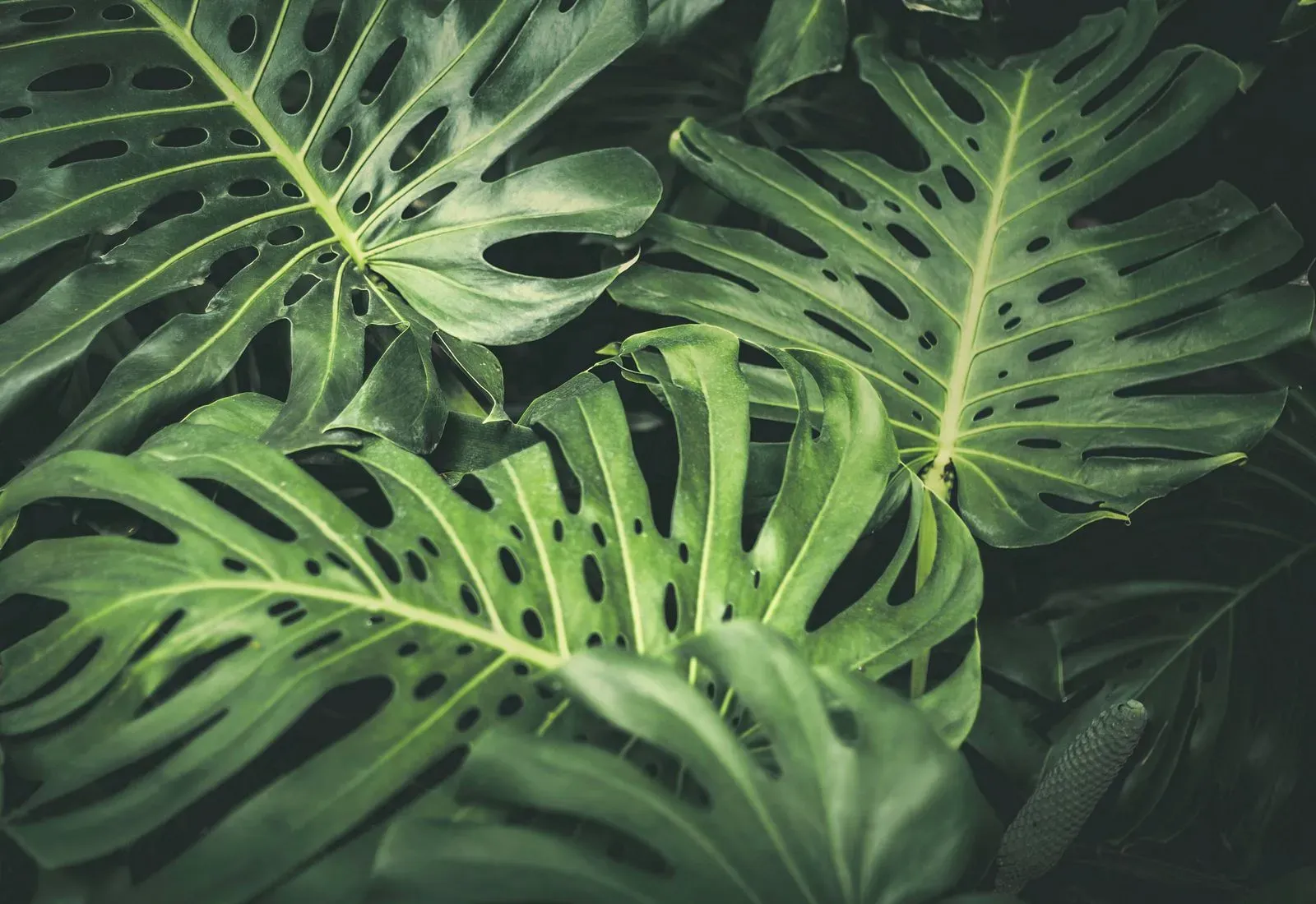 Top down view of several monstera plants with dramatic lighting