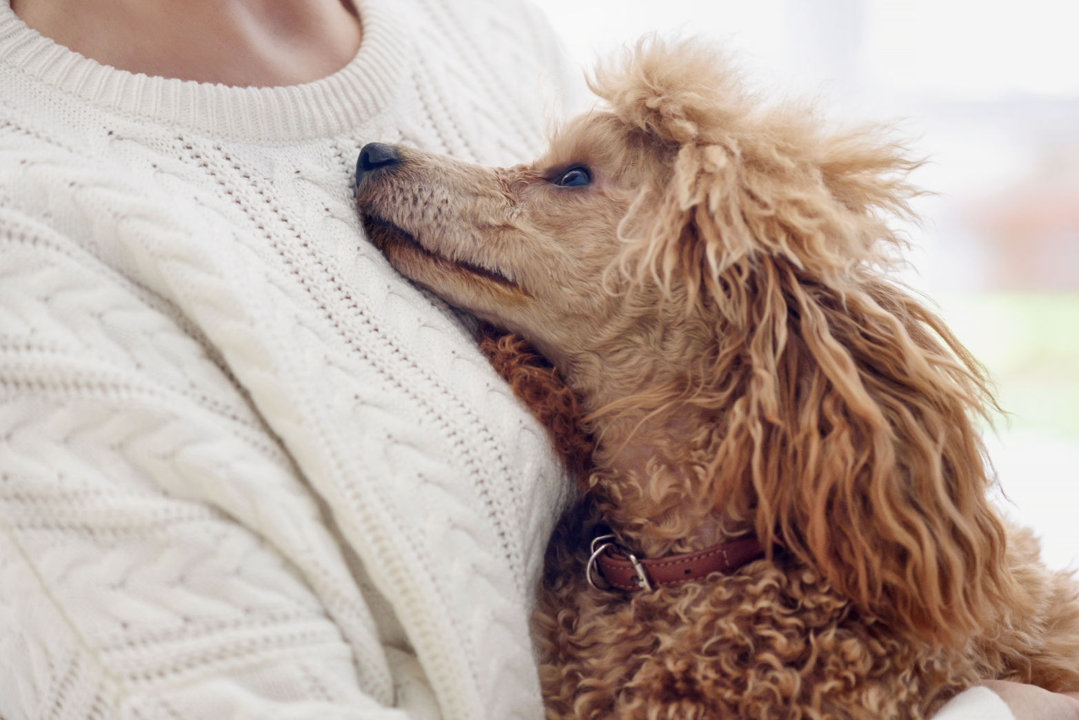 Person holding dog