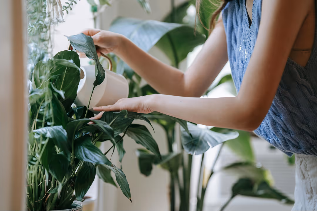 Person wearing a blue sleeveless knit top watering a green houseplant using a white watering can indoors.