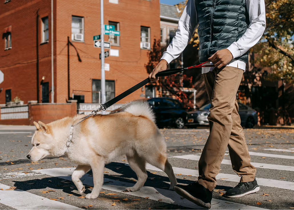 Person walking a large beige and white dog on a leash across a city crosswalk on a sunny day.