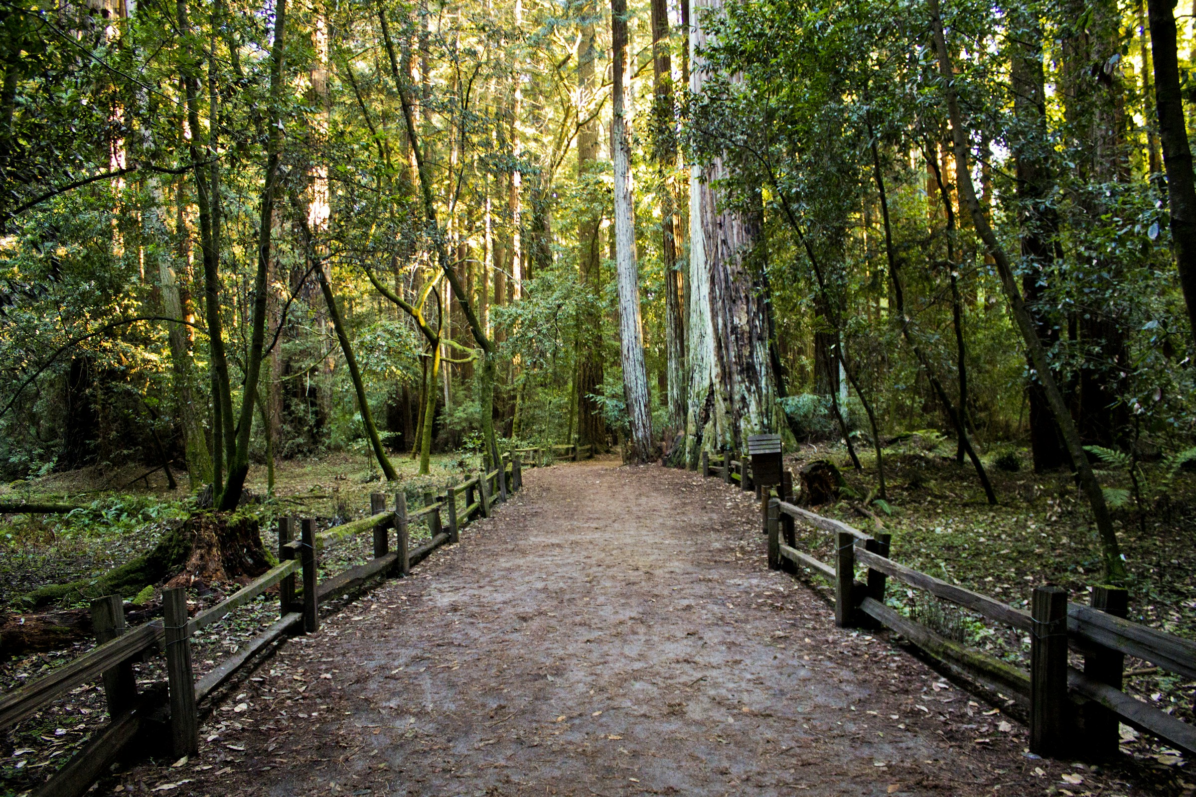 Sendero de bosque con árboles altos y luz natural, imagen ilustrativa