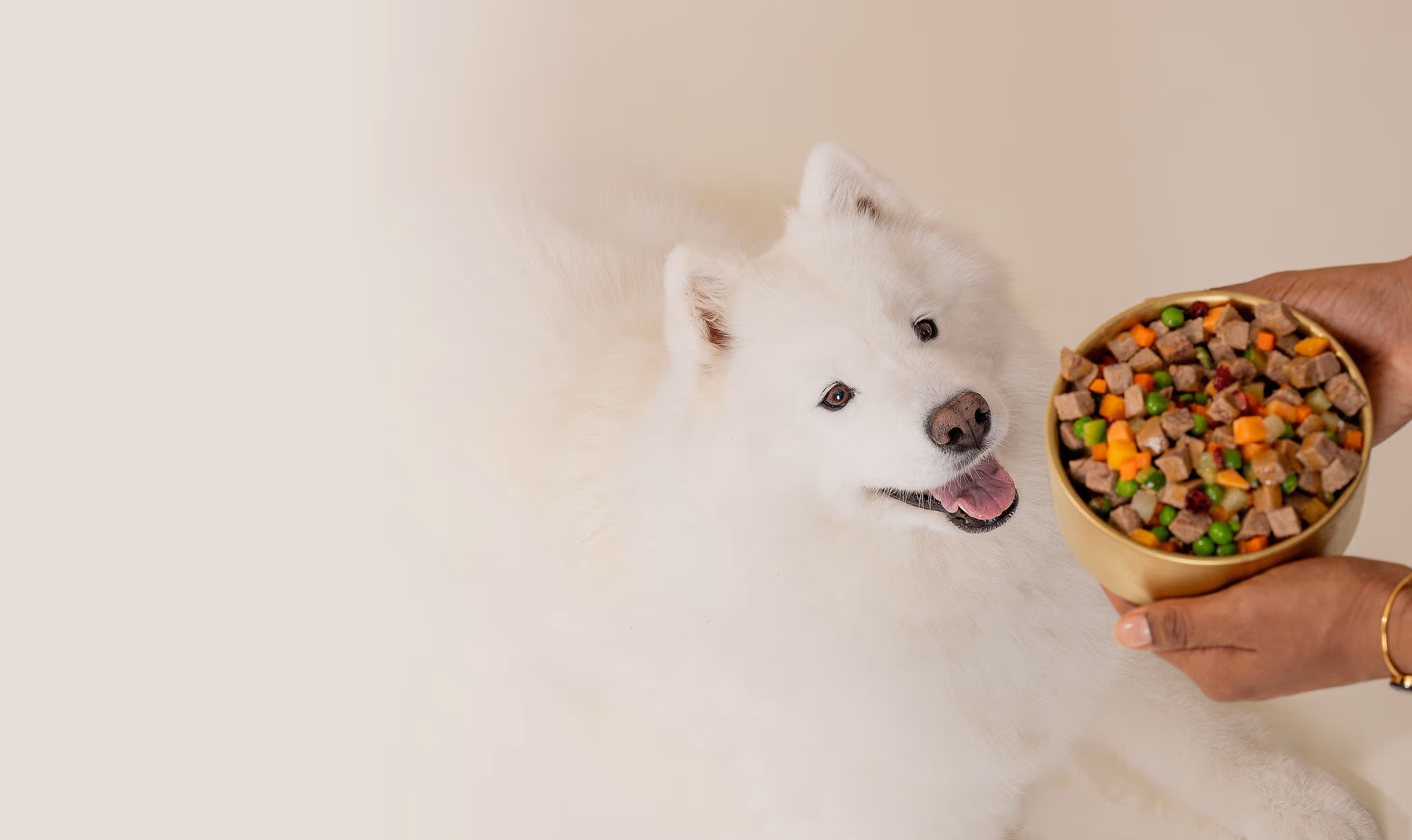 White fluffy dog looking excitedly at a bowl of mixed dog food with colorful vegetables held by hands wearing gold bracelets.