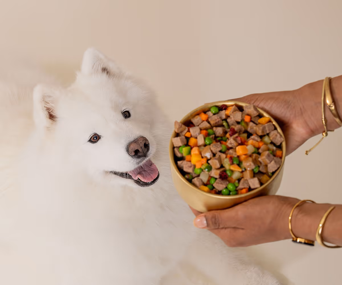 White fluffy dog looking excitedly at a bowl of mixed dog food with colorful vegetables held by hands wearing gold bracelets.