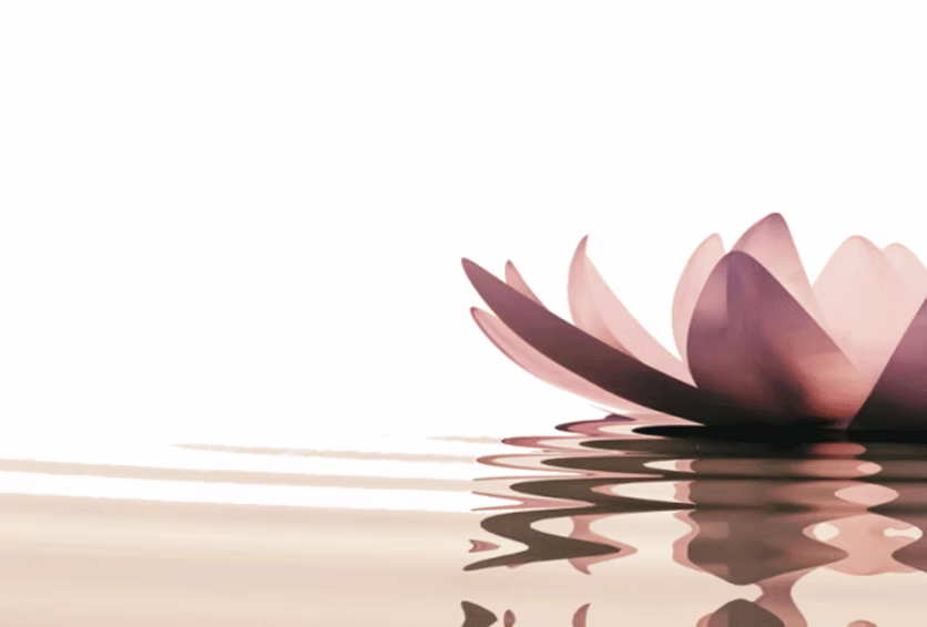 Soft pink lotus flower floating on calm water with gentle ripple reflections on a white background.
