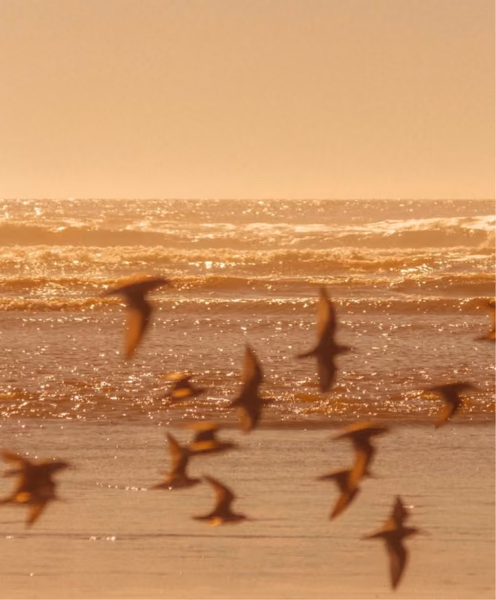 An ecosystem where well-being, understated sophistication and the rhythm of the ocean come together — so you can keep working, dreaming and creating, but closer to what matters.