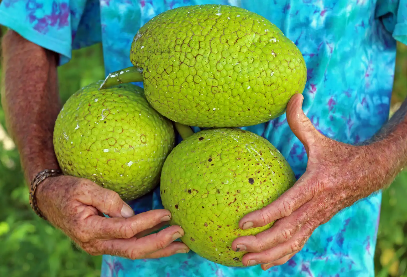 person holding 3 large ʻulu