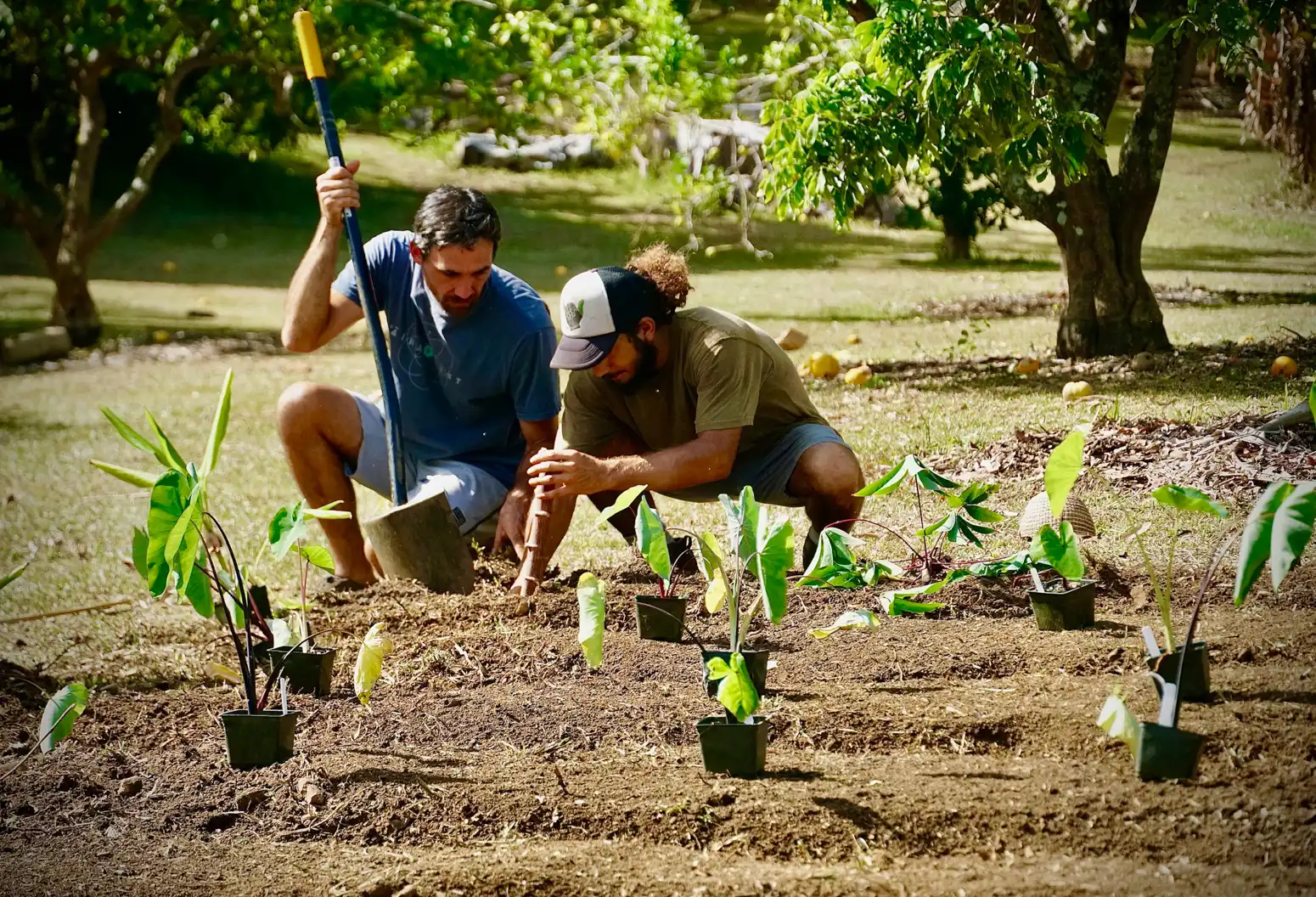 HIP Ag planting kalo