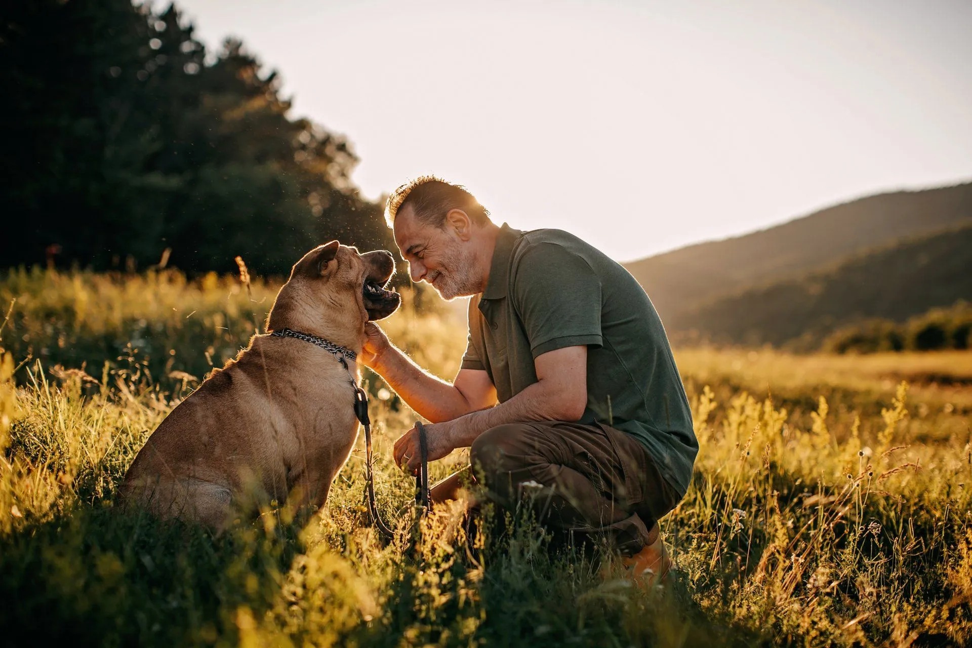 Smiling man kneeling in a sunlit field gently petting a happy large dog wearing a chain collar.