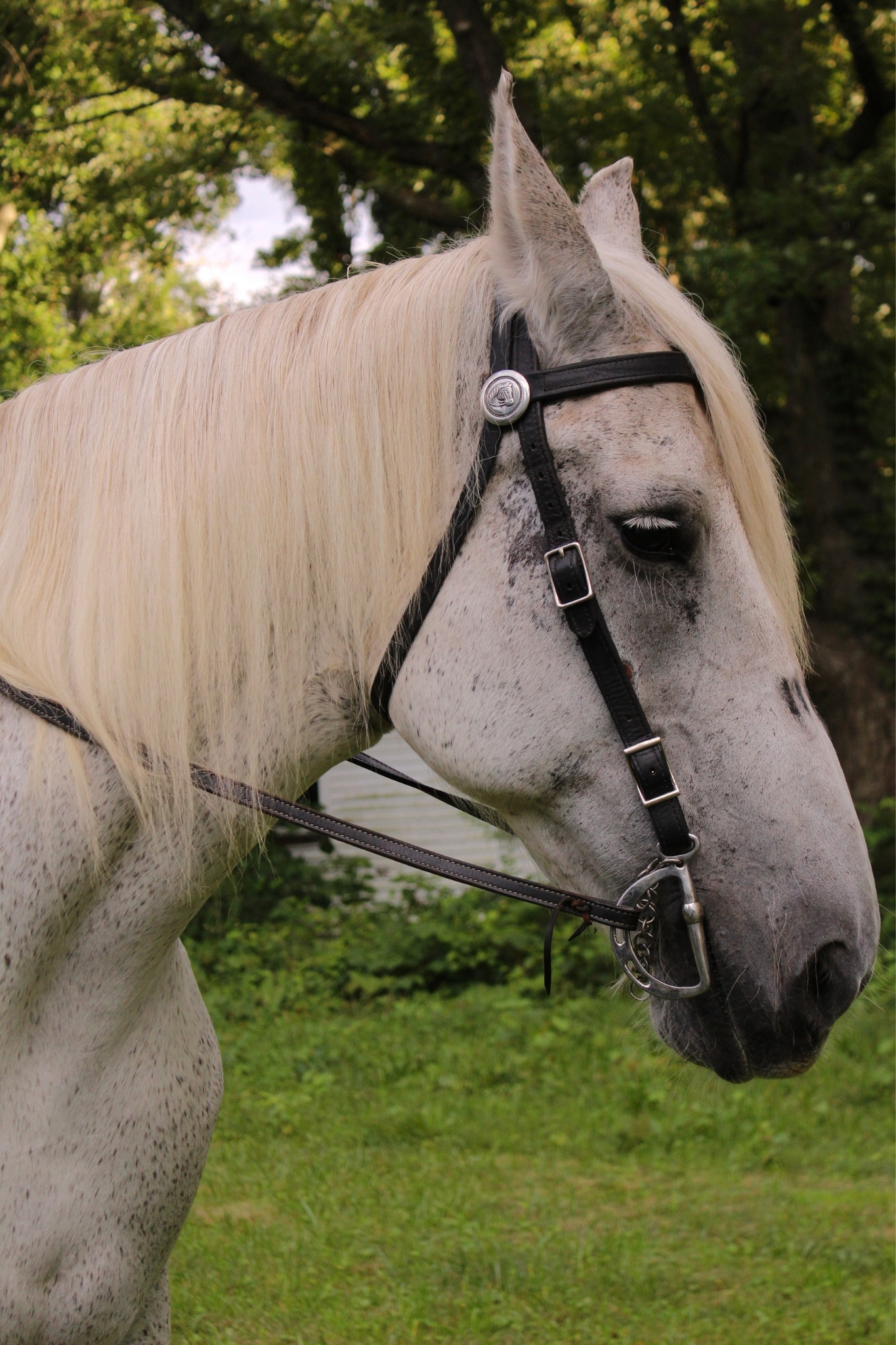 A close-up of Bell's-a grey, female Percheron's (horse's)-side profile.