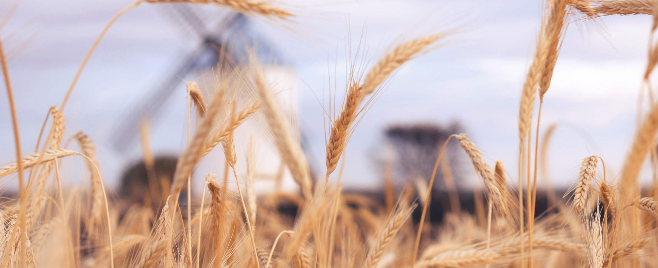 Golden wheat stalks in a field with a blurred traditional windmill and tree in the background.
