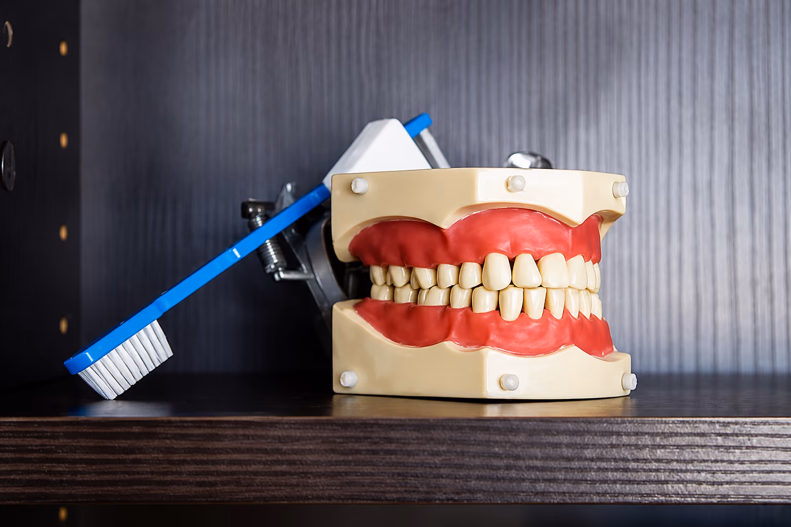 Dental model of teeth with gums beside a blue toothbrush on a wooden surface.
