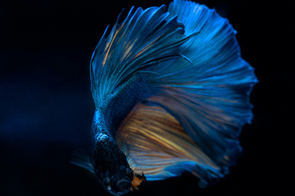 blue fish 