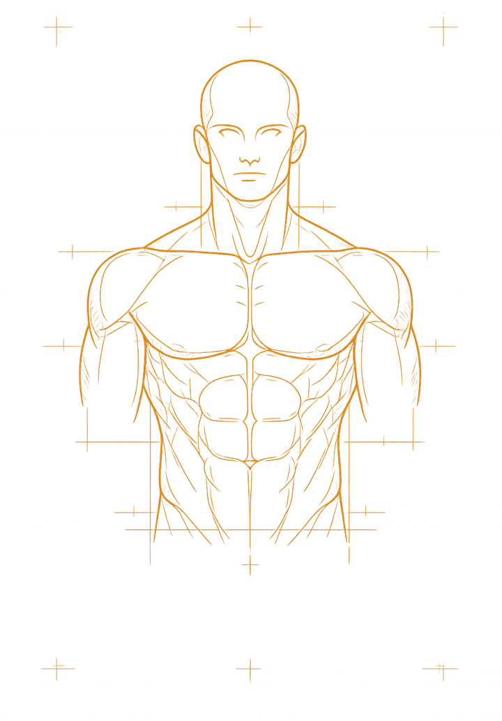 Blueprint-style anatomical illustration of a male torso, representing the systems testosterone affects