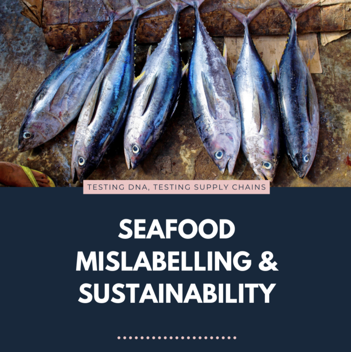 Close-up image of fresh sardines arranged side by side, with text underneath reading “Seafood Mislabelling and Sustainability.”