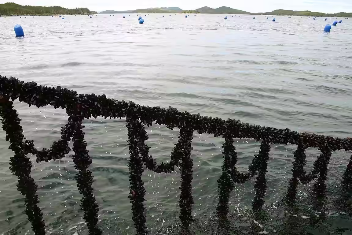 Mussels in a Newfoundland farm on the water.