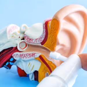 Your Inner Compass: A Look at the Ear's Anatomy