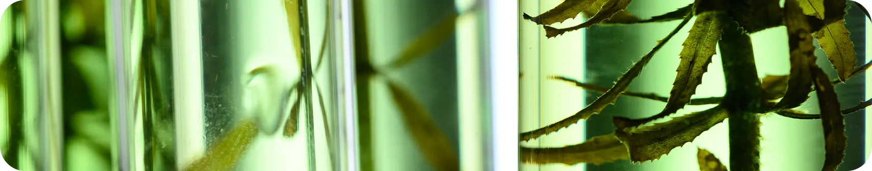 Plant material samples submerged in glass tubes during Valorizen's TRL scale-up validation