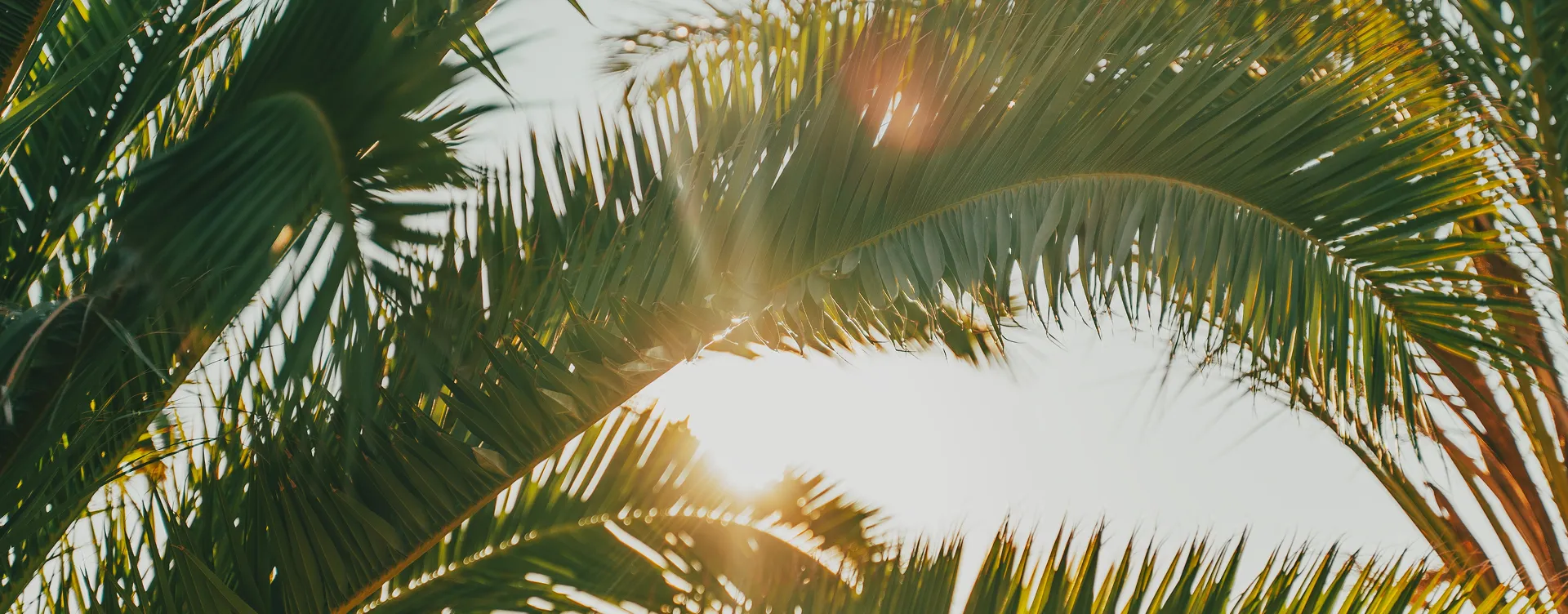 Palm fronds — the raw agricultural biomass Valorizen transforms into sustainable materials