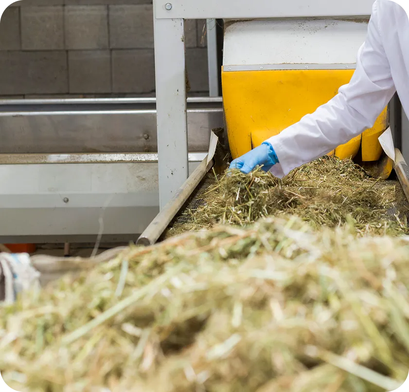 a worker in a protective suit and blue gloves feeding raw hay/straw biomass into an industrial hopper