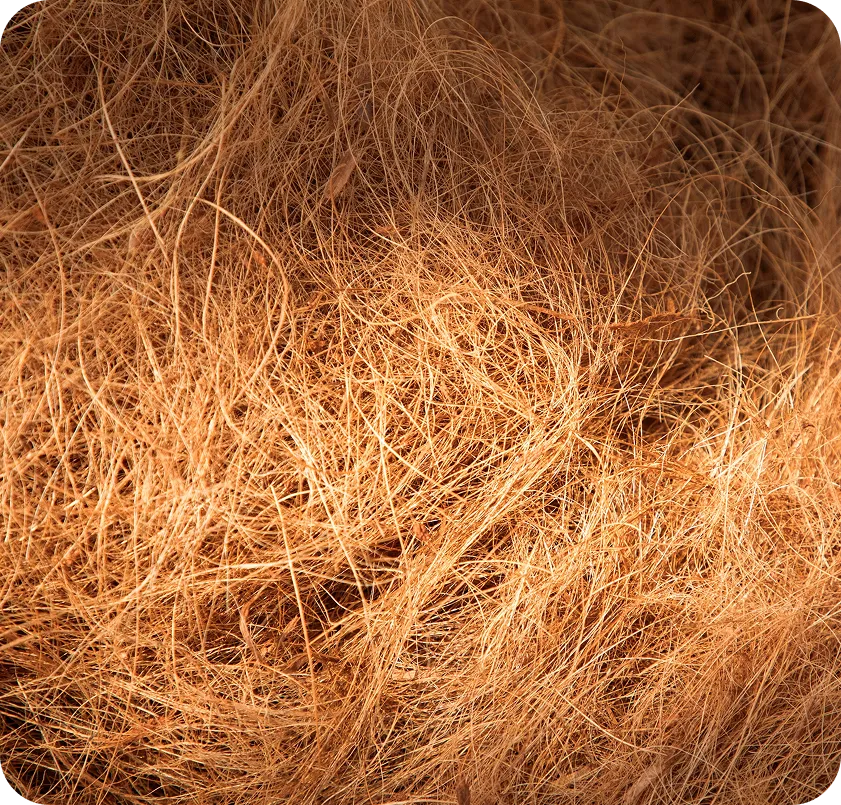 Close-up of raw date palm fiber processed at Valorizen's pilot plant