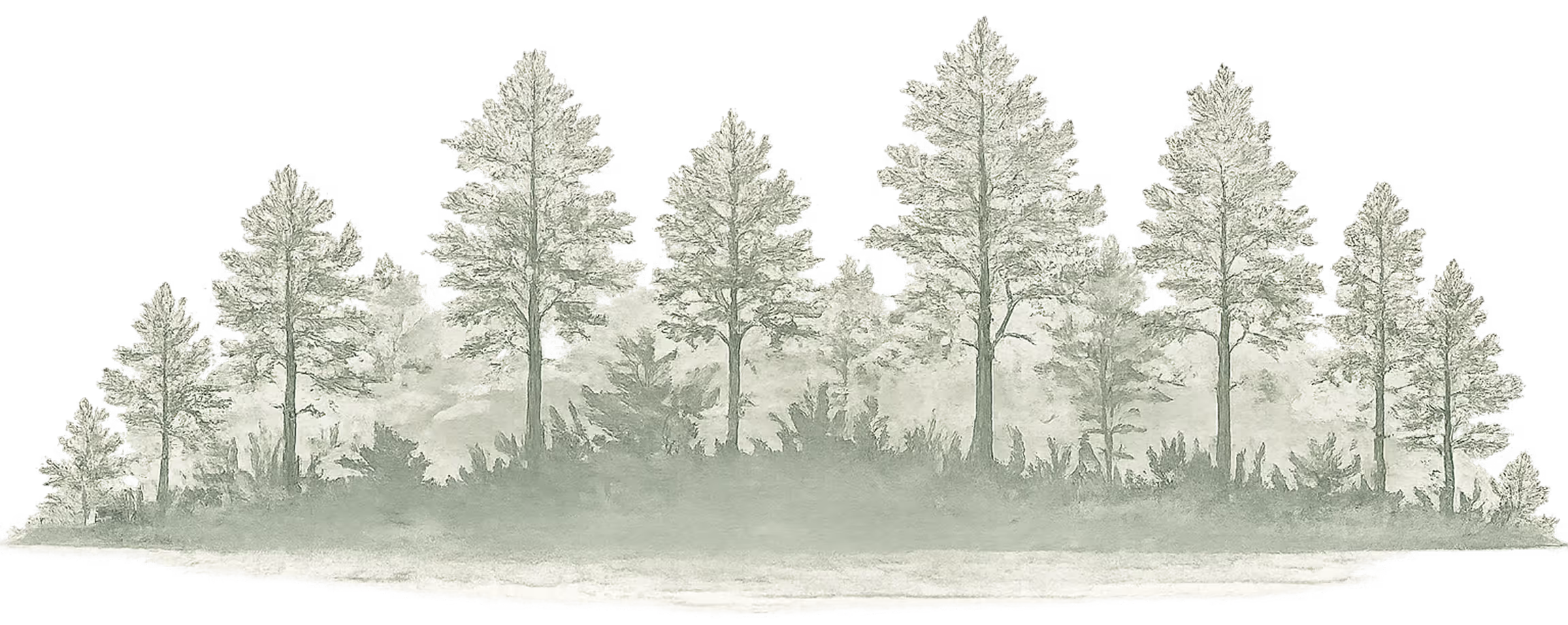 Treeline along Cedar Lake