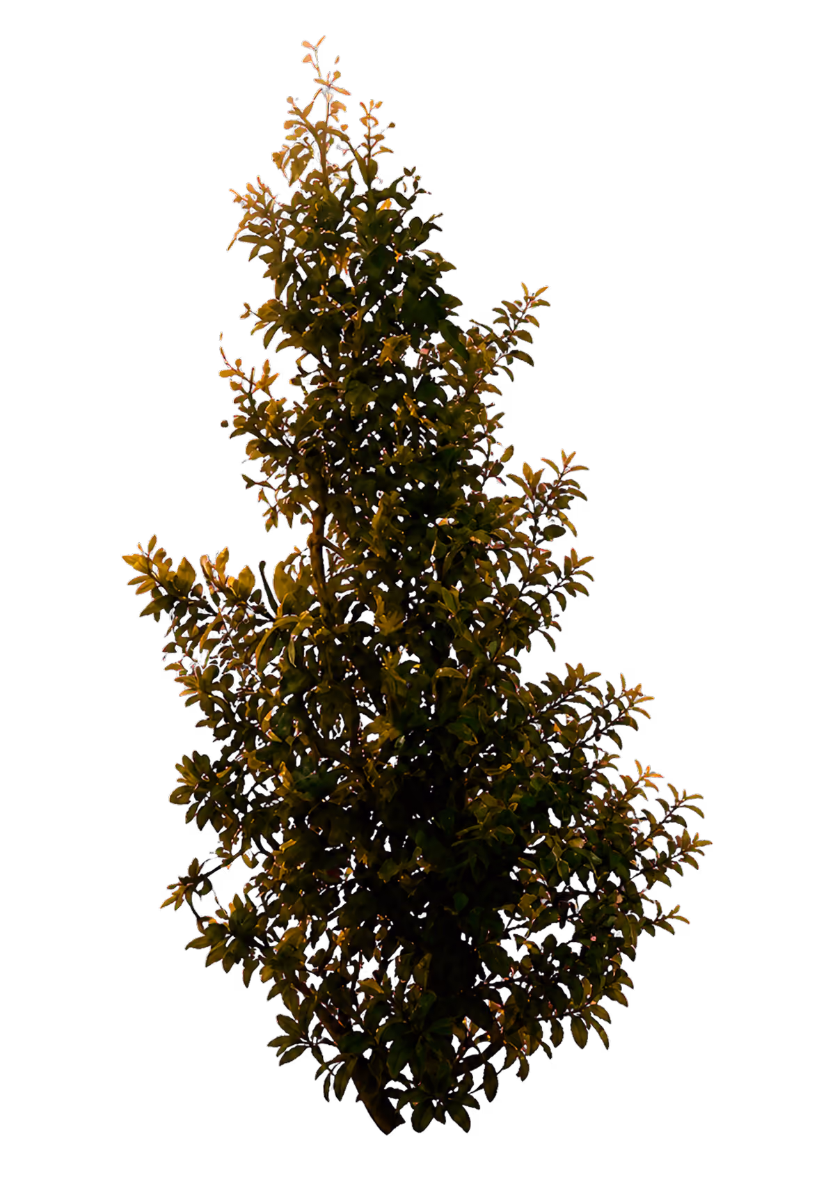 Cutout photo of a leafy shrub with autumn-tinged foliage