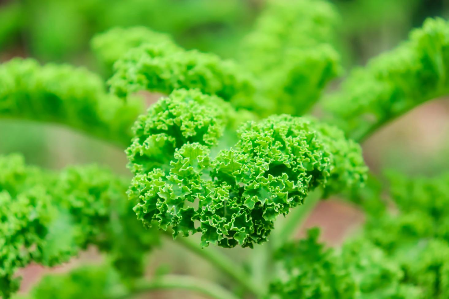 Kale