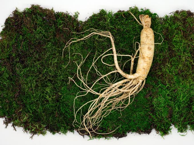 Korean red ginseng