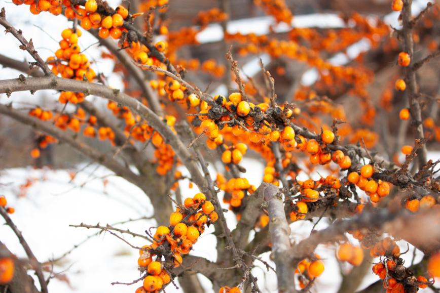 Sea buckthorn