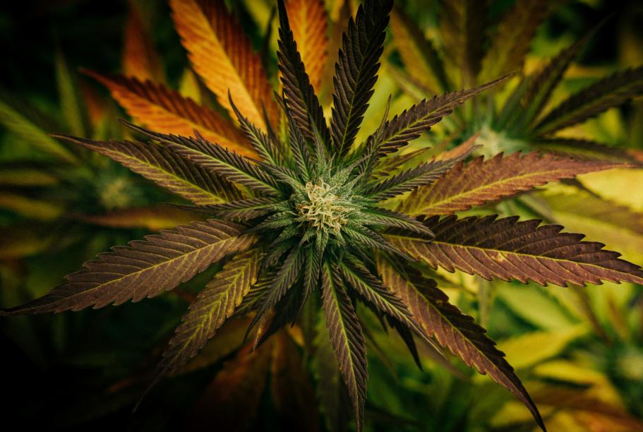 Cannabis leaves on a dark background