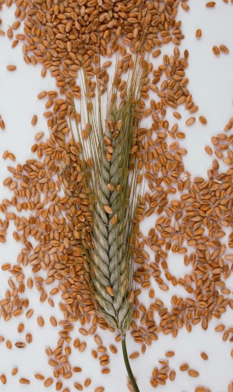 Barley