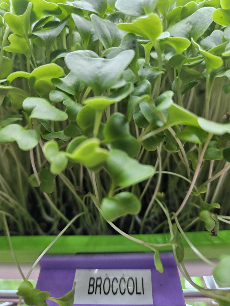 Microgreens