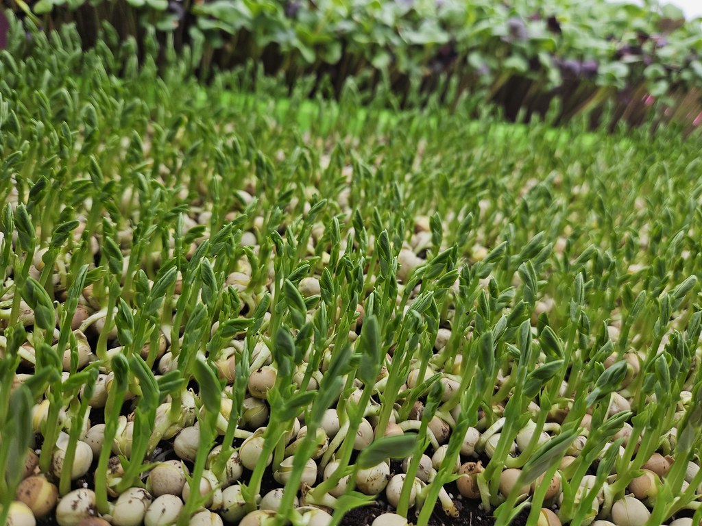 Microgreens