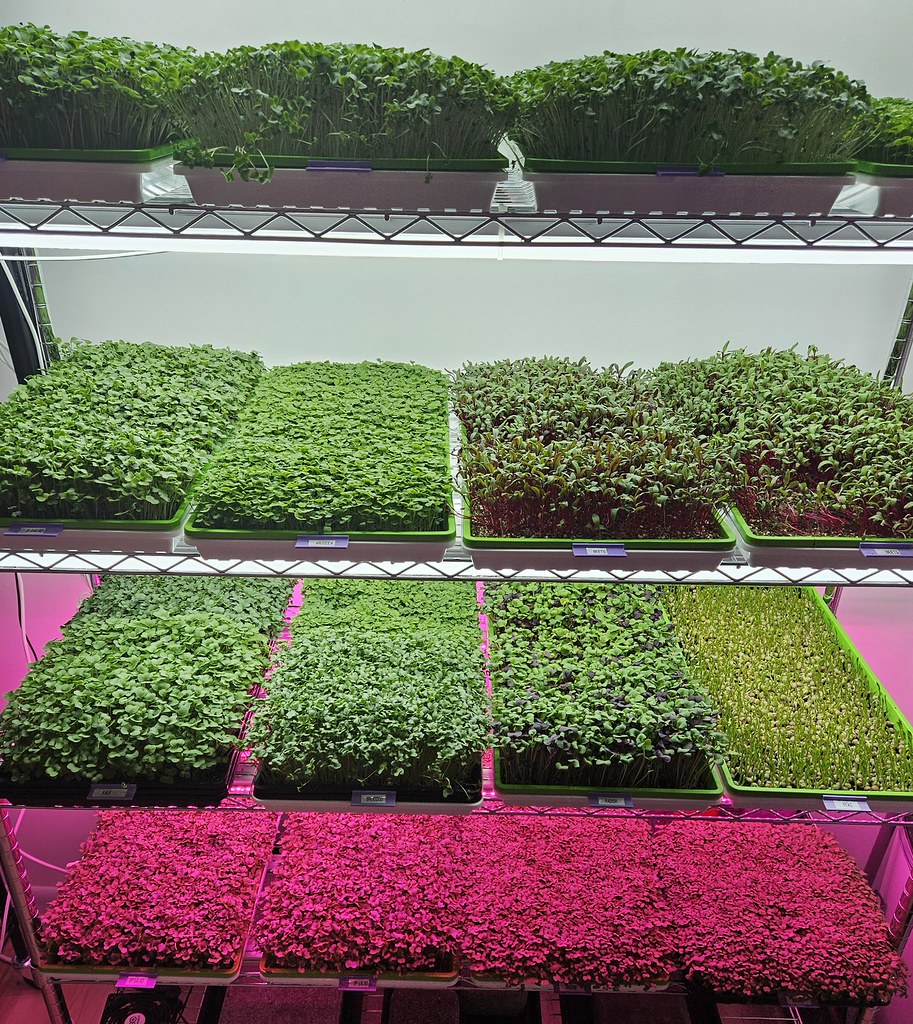 Microgreens