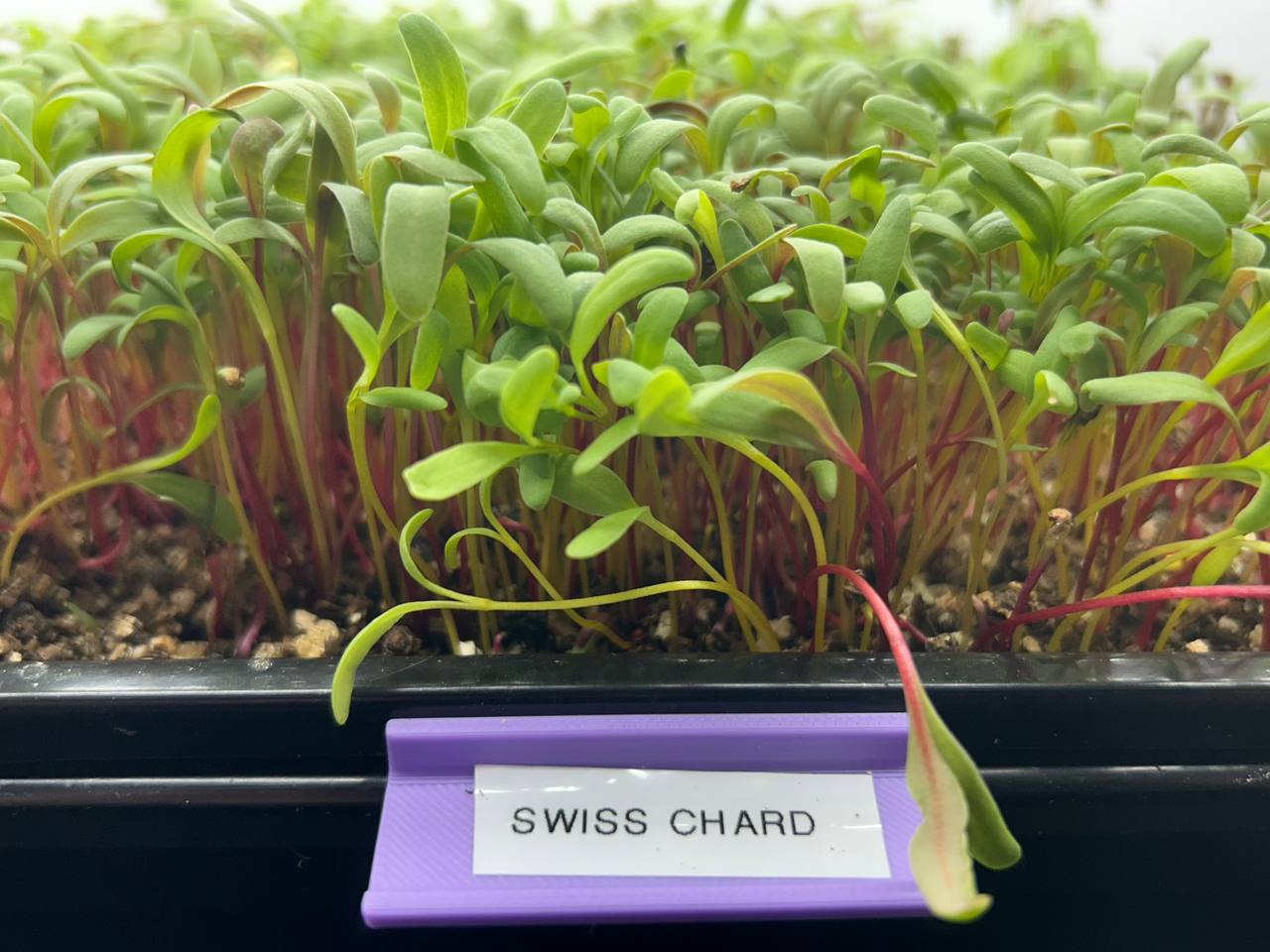 Colorful Swiss chard leaves