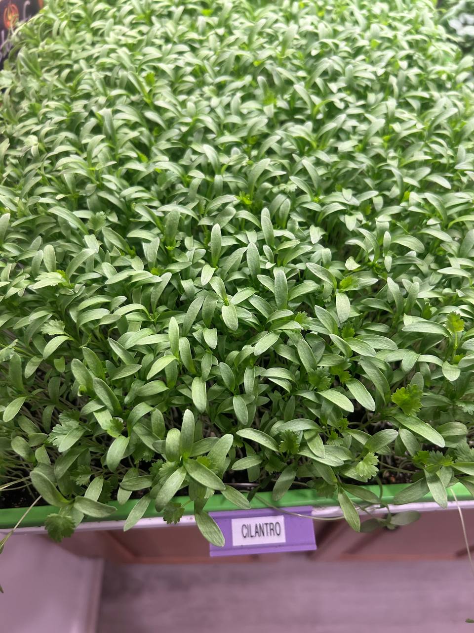 Fresh cilantro leaves